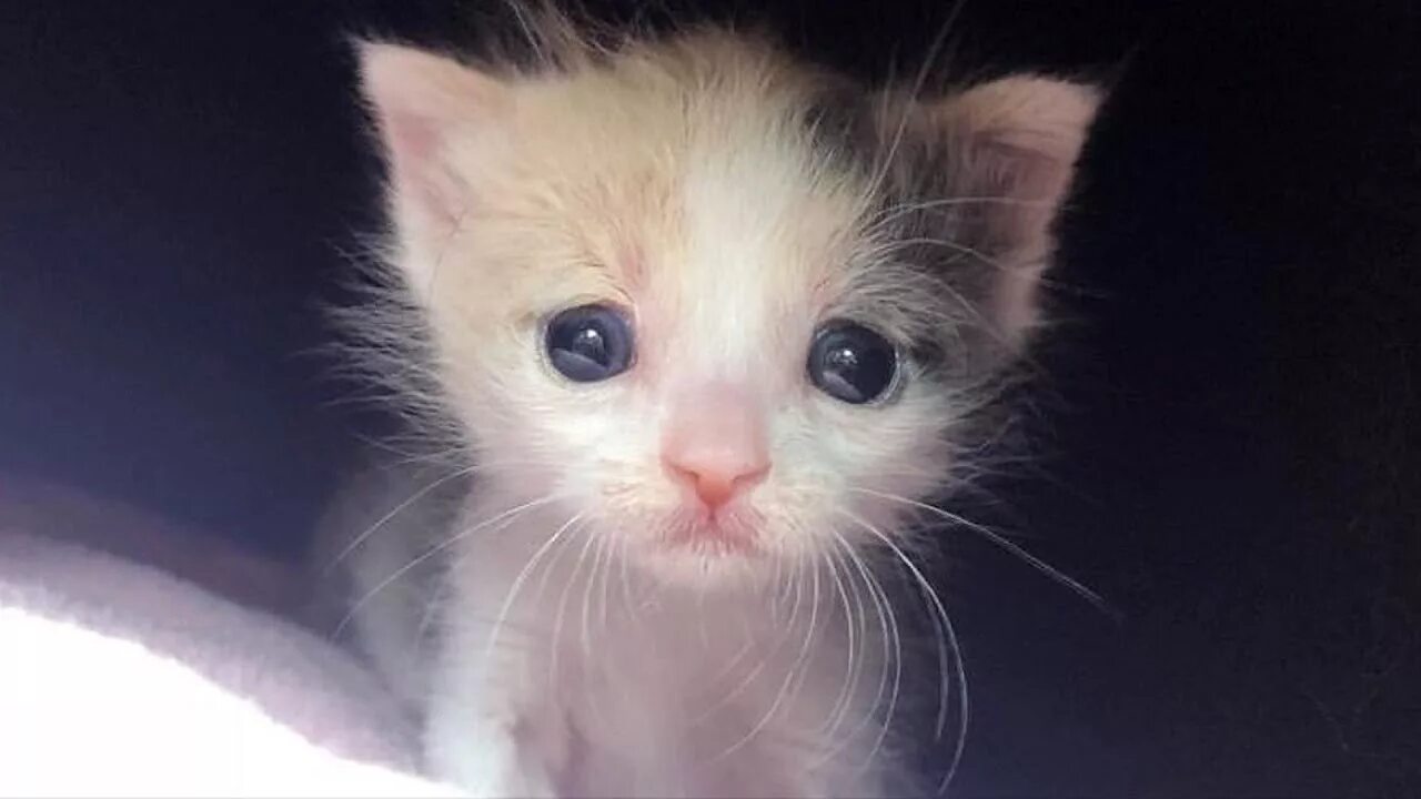 Котенок плачет. Плачущий котик. Жалкий котенок. Маленький котенок плачет. Жалко котенка