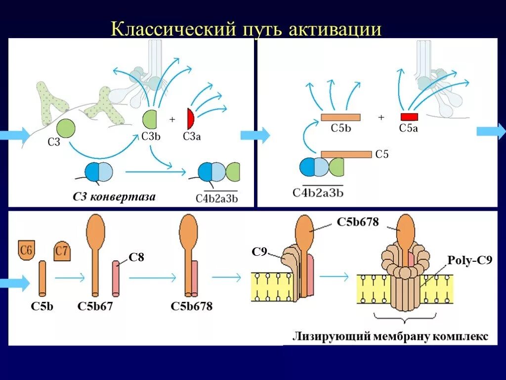 Комплемент c. Активация комплемента иммунология. Пути активации комплемента иммунология. Система комплемента иммунология пути. Система комплемента c3 конвертаза.