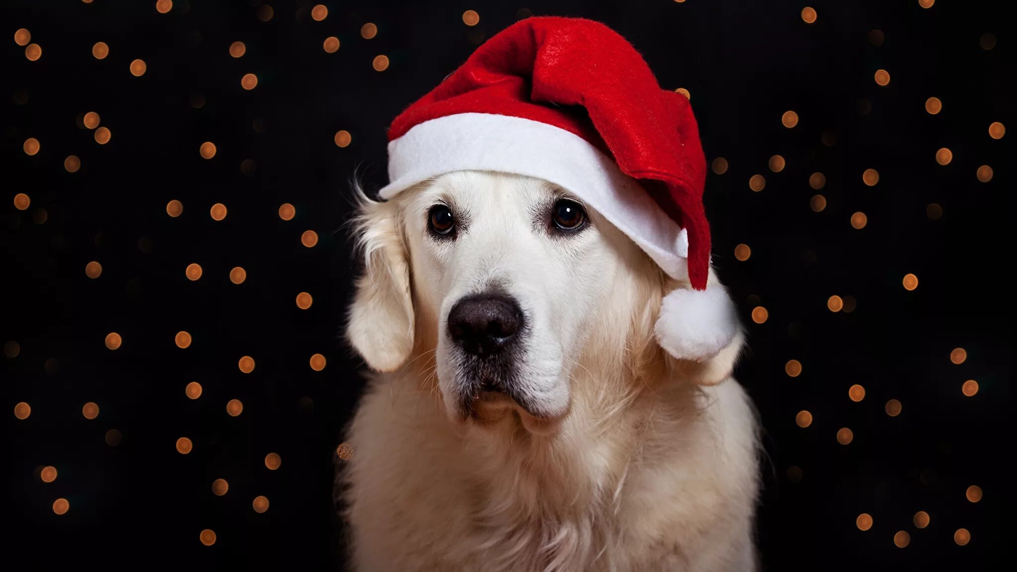 Включи собачий новый. Золотистый ретривер Санта. Новогодняя собака. Новогодние собачки. Собака в новогоднем колпаке.
