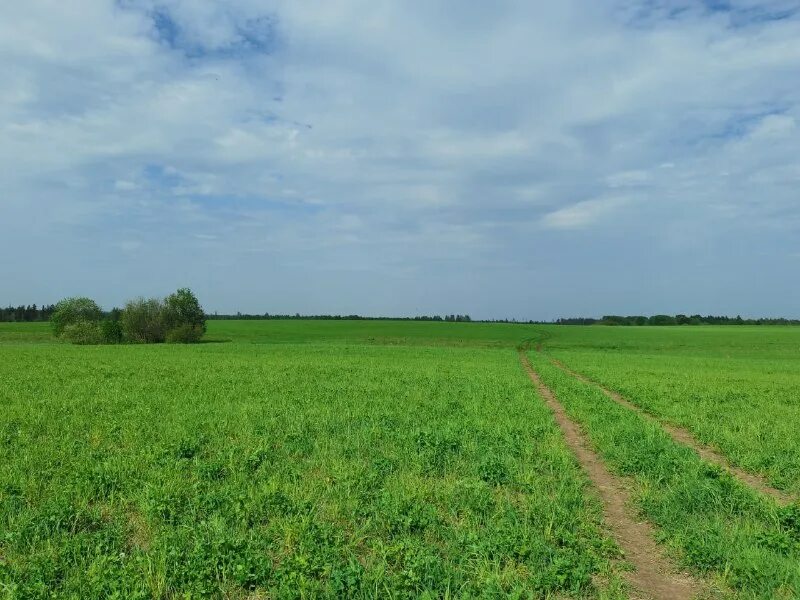 русский язык 6 класс номер 455. травы на ветру пейзаж. скошенный луг. нескошенный луг заплетенная коса. нескошенное поле.