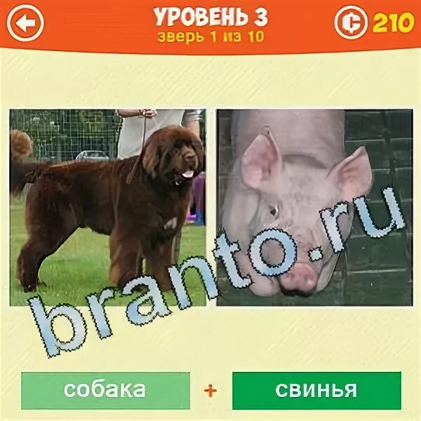 Слово 5 букв пес. Словарное слово собака в картинках. Слово 5 букв пес. Слово 5 букв пес. Слово 5 букв пес.
