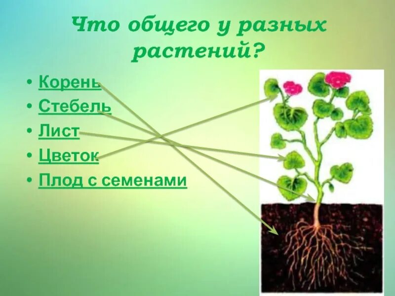 Что общего у разных растений. Кабачок части растения. Цветок лист стебель корень кабачок. Что общего у разных растений картинки.