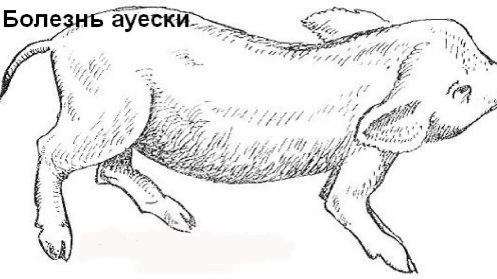 Болезнь ауески у животных. Вирус болезни ауески свиньи. возбудитель ауески свиней. болезнь ауески у поросят.