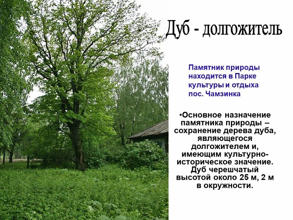 Дуб долгожитель. Памятники природы Мордовии. Дерево памятник природы. Памятник природы рассказ. Характеристика памятников природы