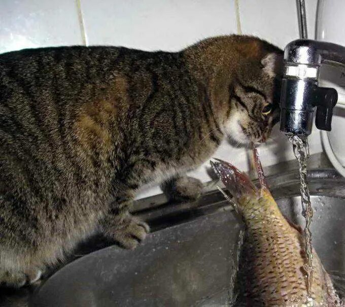 Кошка любит рыбу. Кошка кушает рыбу. Вислоухий кот и рыба. Рыбки для кошек.