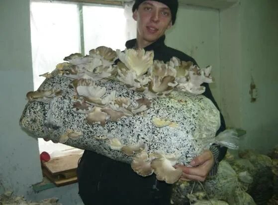 Выращивать грибы в квартире. Вешенки в коробке. Вешенка р-80. Шампиньоны в квартире. Дом гриб.
