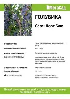 Какой сорт голубики лучше посадить