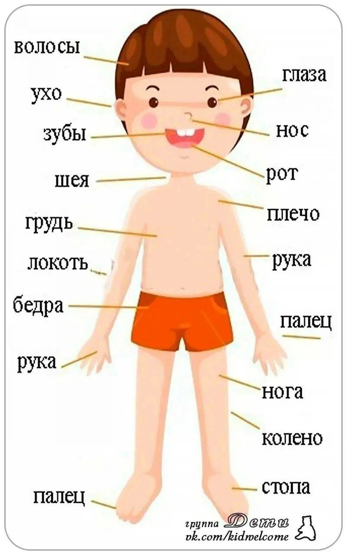 Части тела человека для детей. Изображение ребенка для изучения частей тела. Строение человека для детей. Человек части тела для дошкольников.