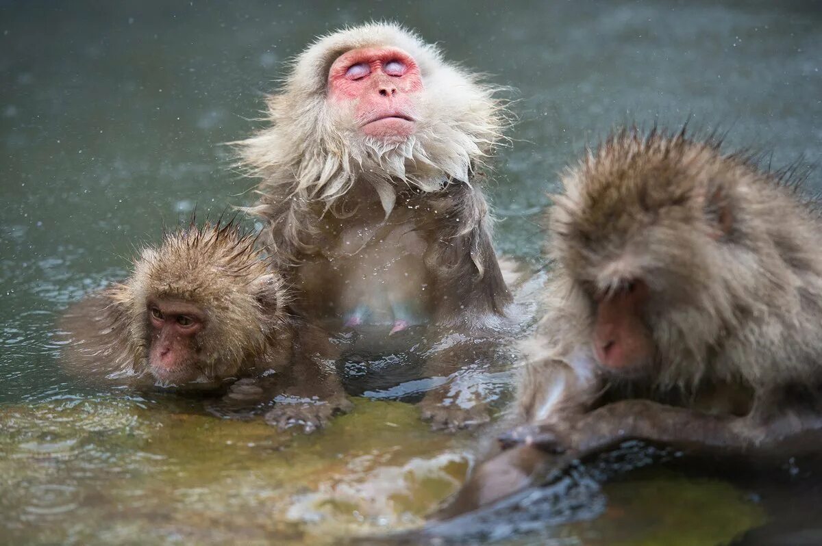 Обезьянка в воде. Обезьяна в бассейне. Японские макаки в горячих источниках. Обезьянка купается. Купание обезьяны в теплой все песни