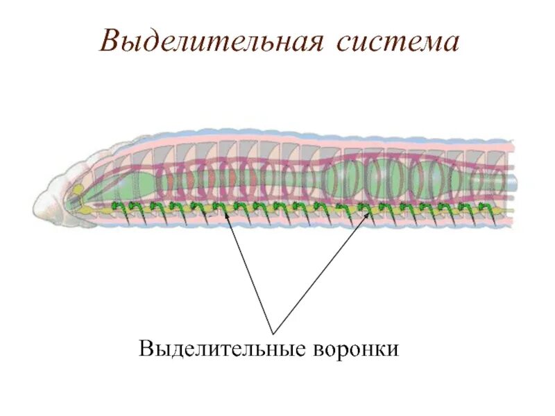 Выделительная система круглых червей. Выделительная кольчатых червей. Выделительная система дождевого червя. Кольчатые черви строение нервной системы. Пищеварительная система органов кольчатых червей