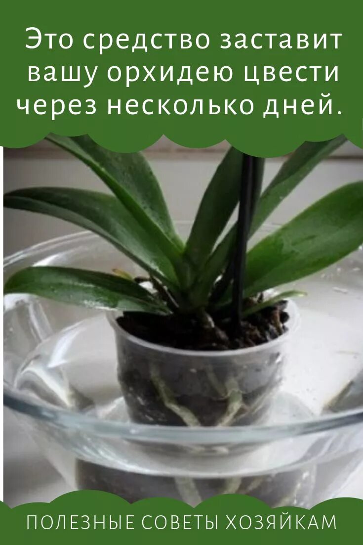 Как заставить цвести орхидею. Комнатные цветы фаленопсис малый. Орхидеи не цветущие. Как заставить цвести орхидею. Как заставить цвести орхидею.