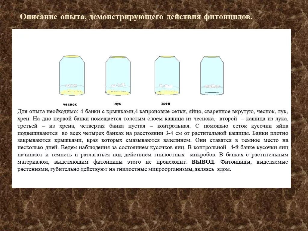 Почему в описанном опыте. Описание опыта. Фитонциды эксперимент. Бактерицидное действие фитонцидов. Механизм действия фитонцидов.