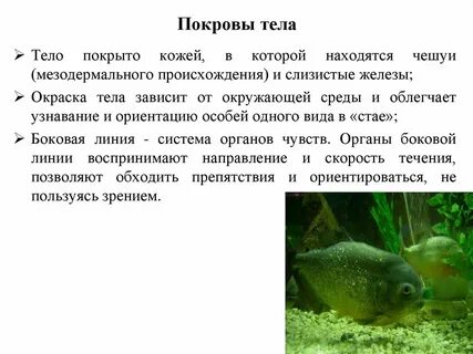 Особенности строения покровов тела у рыб