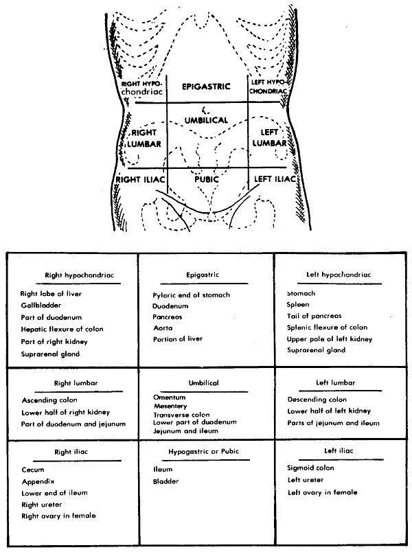 Определите области живота. Проекция органов брюшной полости на переднюю брюшную стенку таблица. Квадранты живота в топографической анатомии. Зоны брюшной полости схема. Области проекции на переднюю брюшную стенку желудка.