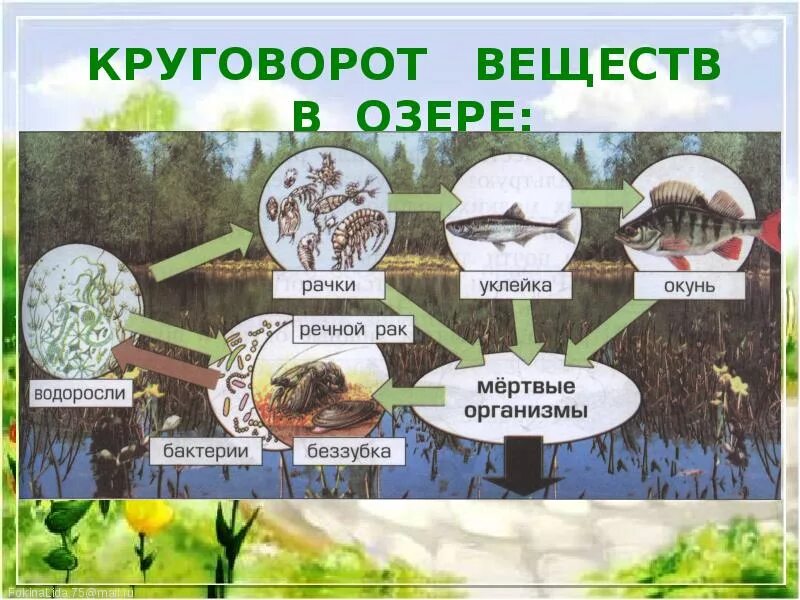 В чем опасность нарушения связей в экосистеме. Схема круговорота веществ в сообществе водоема 3 класс окружающий мир. Круговорот веществ в водоеме 3 класс схема. Схема круговорота веществ в природном сообществе. Круговорот веществ в сообществе водоема 3 класс рисунок.