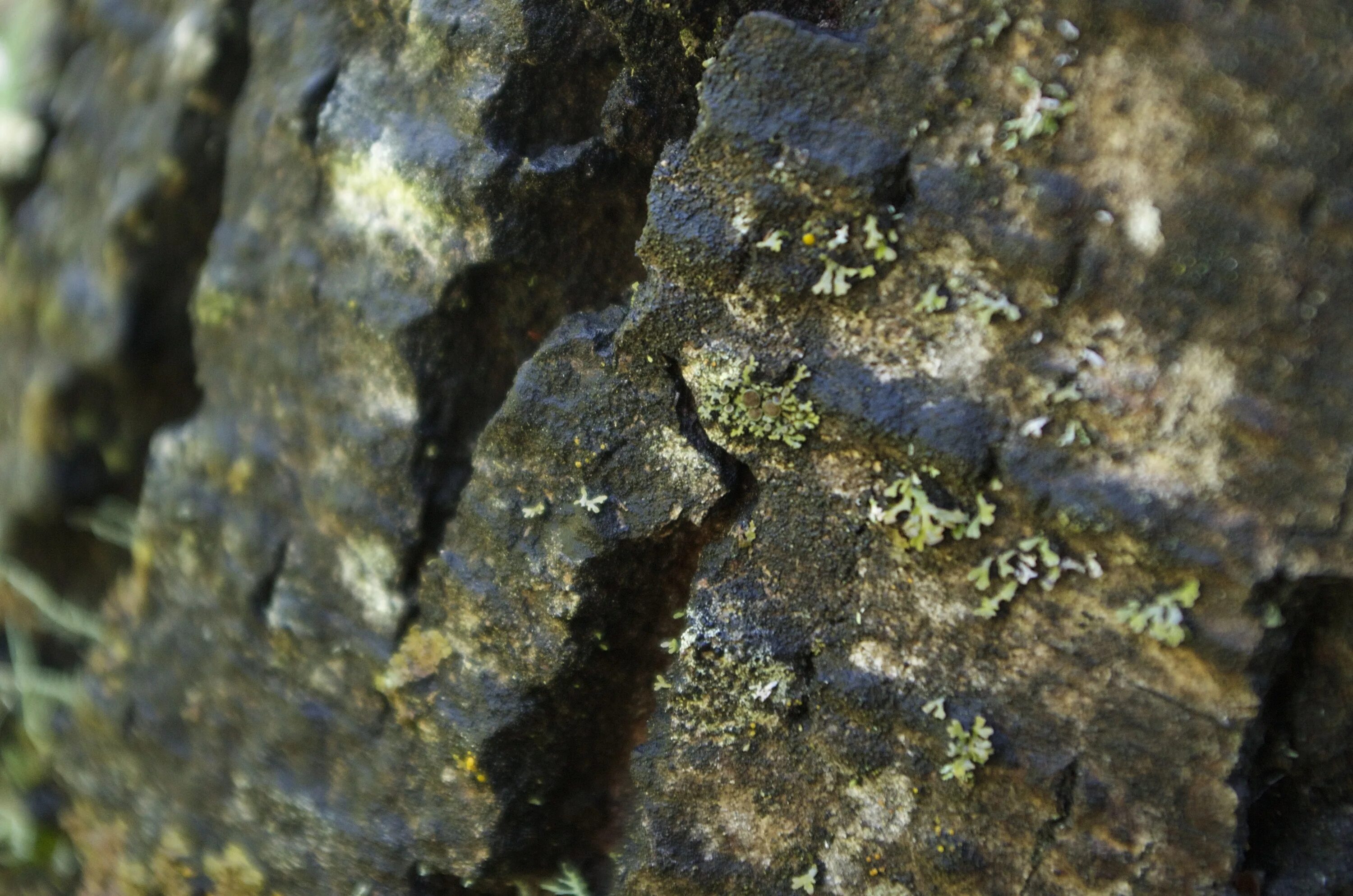 Водоросли в почве. Почвенные водоросли. Почвенные водоросли фото. Водоросли в почве Лунулария. Botrydium granulatum.