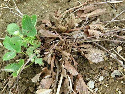 Plants dead
