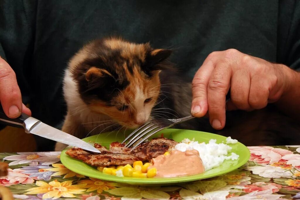 Отказ от еды у кошек. Кот и еда. Котик с едой. Еда для котов. Еда для котят.