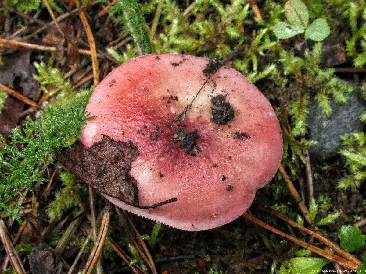 Сыроежка розовая съедобная. Сыроежка (russula). Жареные сыроежки. Tricholomopsis rutilans. Сыроежка жгучеедкая.