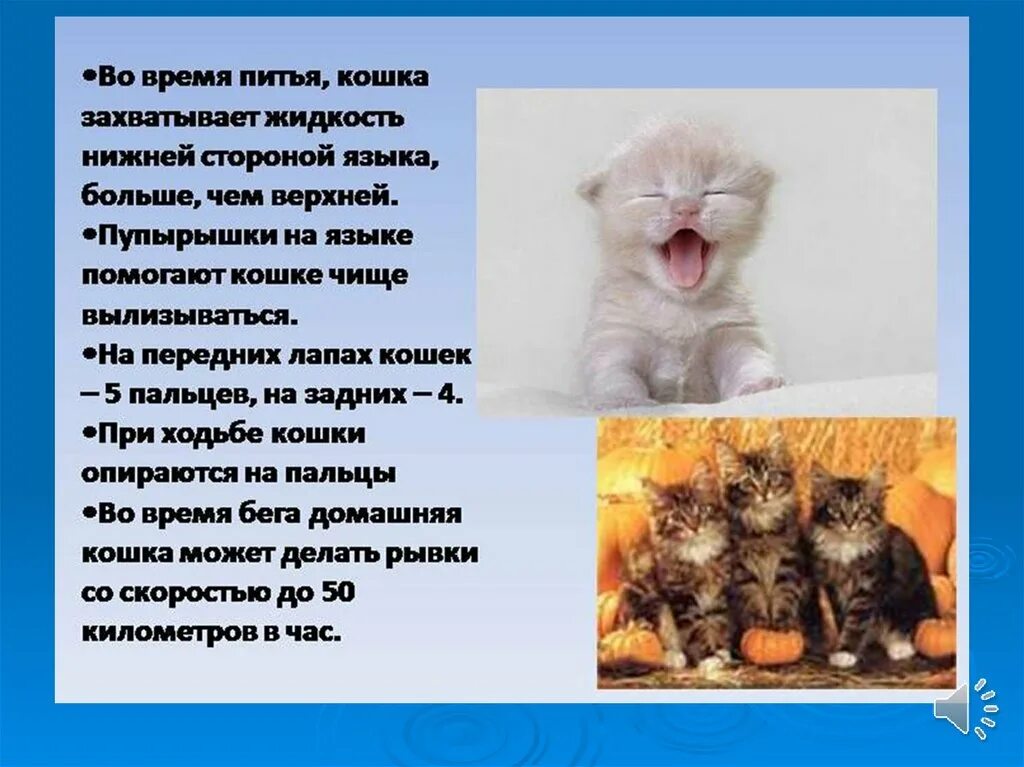 Описание домашнего кота 2 класс. Презентация на тему коты. Доклад о котах. Сообщение о кошке. Проект про кошек.