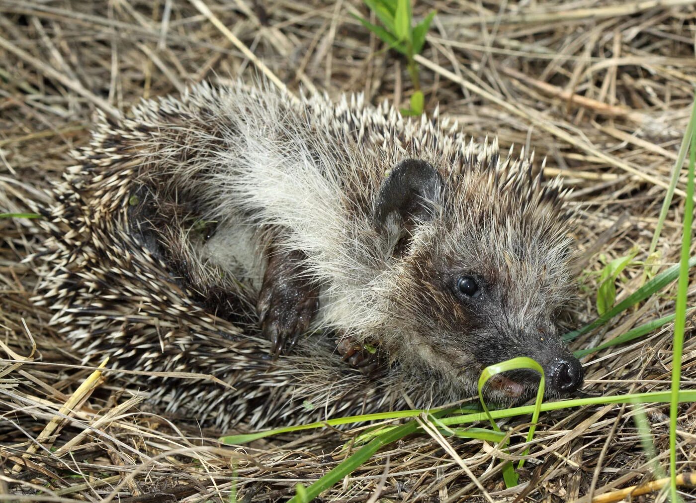 Загадка о еже 1 класс. Ушастый ёж в норе. Еж впадает в зимнюю спячку. Ежик впадает в спячку. Ежик зимой впадает.