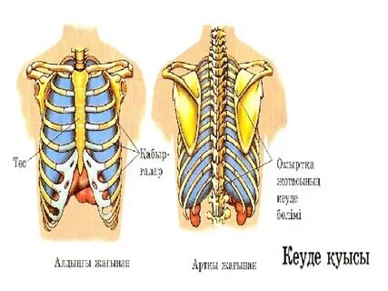 Жоғары секс фотосуреттері