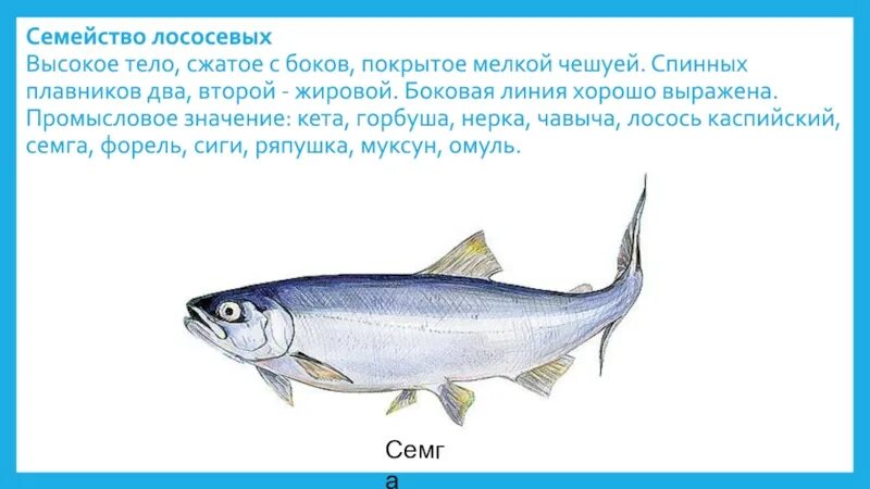 Как получить кету