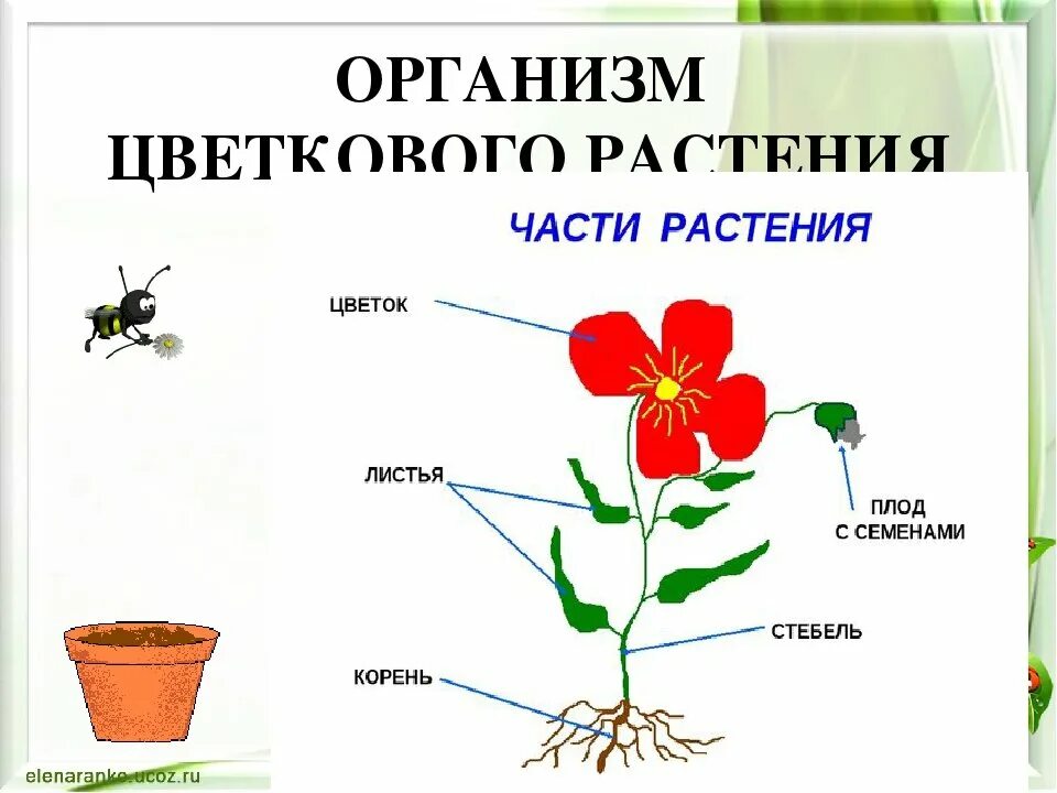 Рисунок цветкового растения. Строение комнатного растения герань. Строение герани комнатной. Строение комнатного цветка. Части цветкового растения для дошкольников.