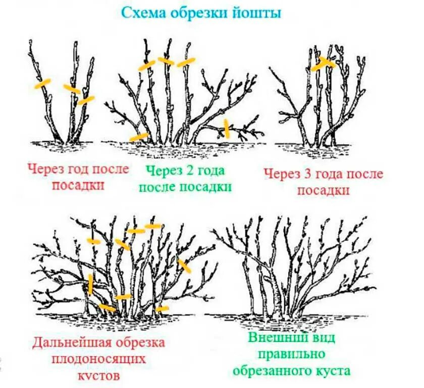 Нужно ли обрезать крыжовник. Схема обрезки куста смородины осенью. Схема обрезки крыжовника осенью. Схема обрезки смородины осенью осенью. Крыжовник йошта обрезка.