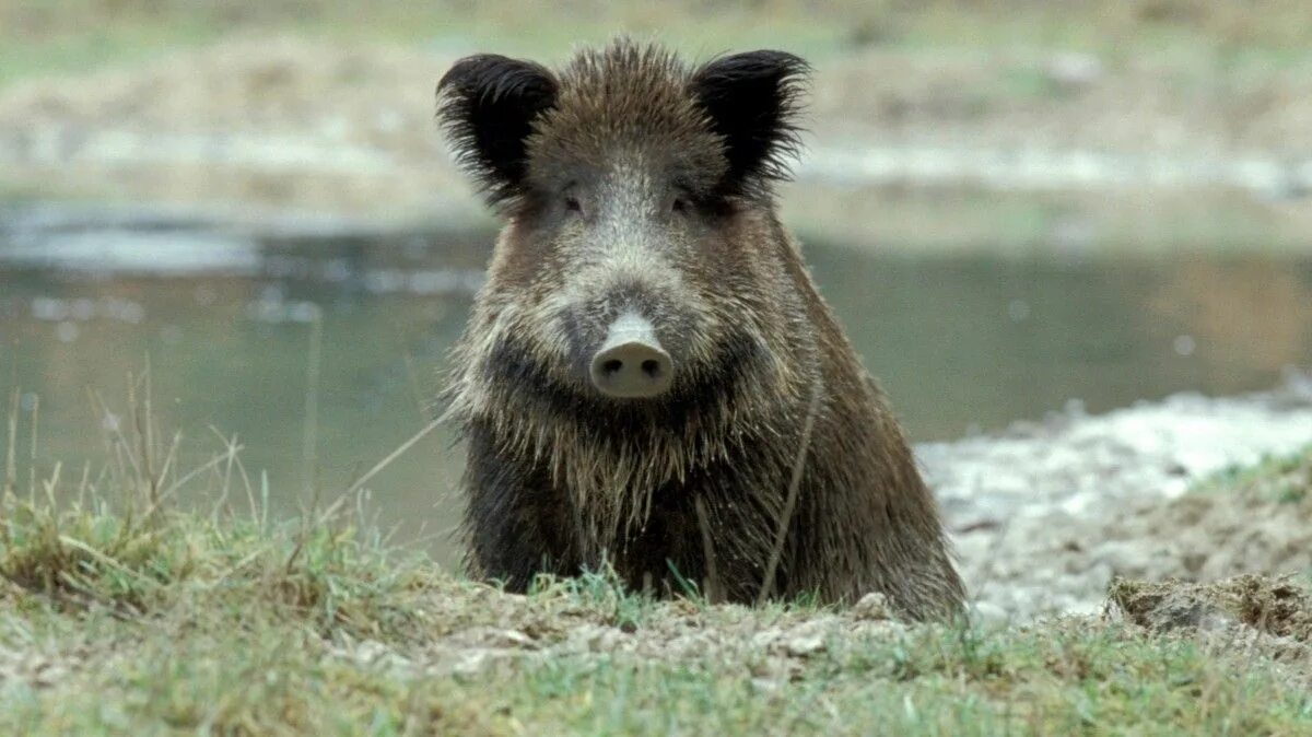 Кабаны гуляющие возле двора. Кабан в кустах. Вести кабан. Вести кабан. Вести кабан.