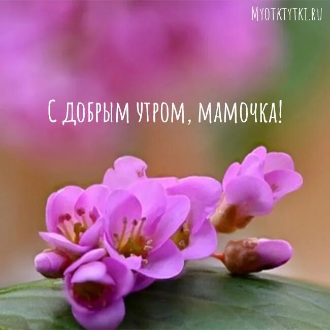 Красивые открытки и картинки с добрым утром маме, мамочке, мамуле Доброе утро, К