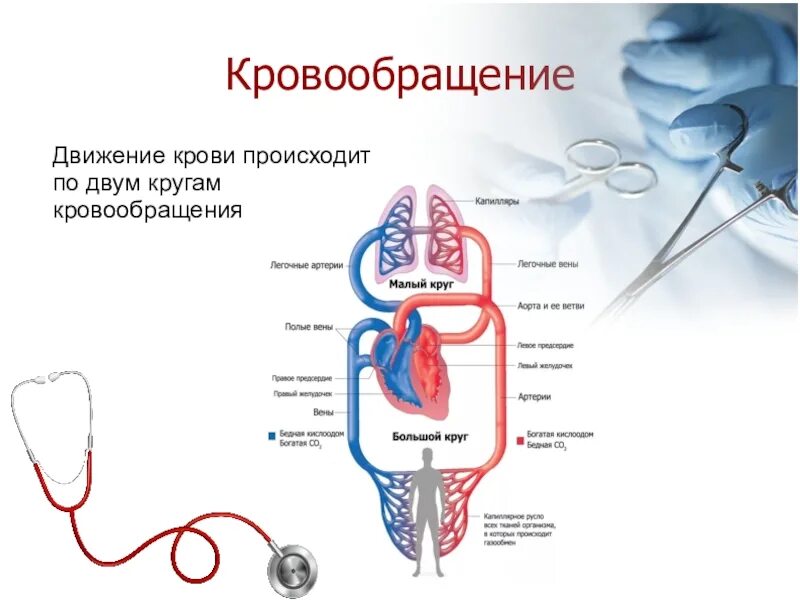 Малый круг кровообращения 8 класс биология. Биология 8 класс кровь и кровообращение. Малый круг кровообращения человека 8 класс. Круги кровообращения 8 класс биология схема.