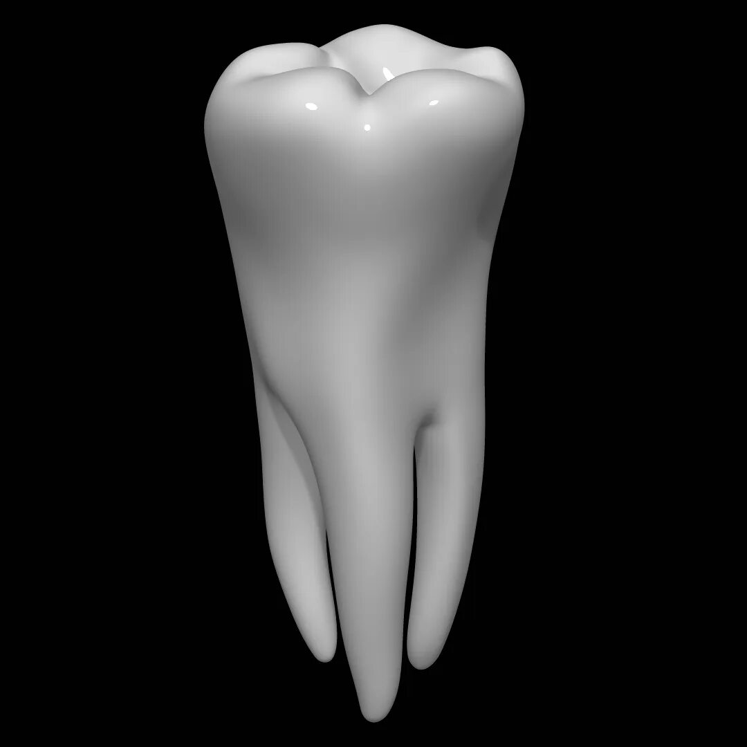 Муляж зуба. Модель зуба. Макет зуба. Зуб 3д модель.