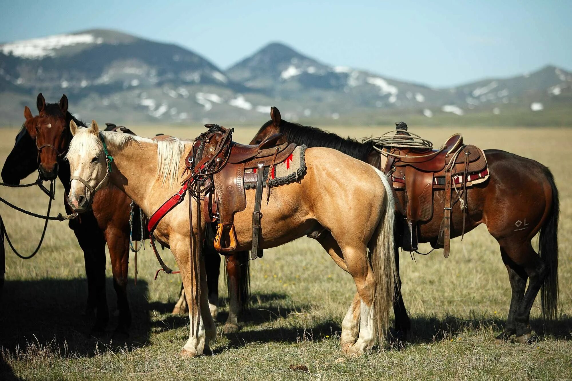 Монгольский Мустанг. Алтайская вьючная лошадь. Дикий гнедой Мустанг. Вьючное седло для лошади.