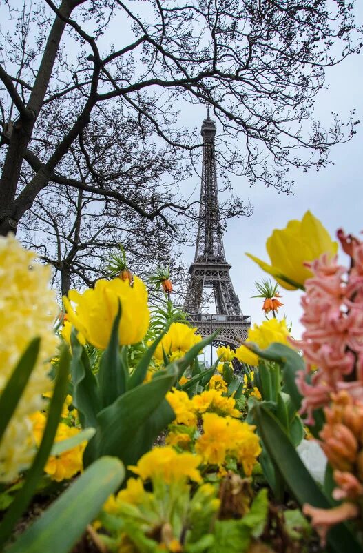 Улицы франции весной. Магнолия во франции. Франция в марте. Погода во франции в марте. Париж в апреле.