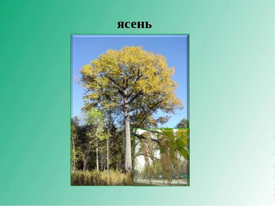 Деревья леса 4 класс. Ясень листья. Ясень дерево. Рисунки тайги смешанных и широколиственных лесов. Деревья леса 4 класс.