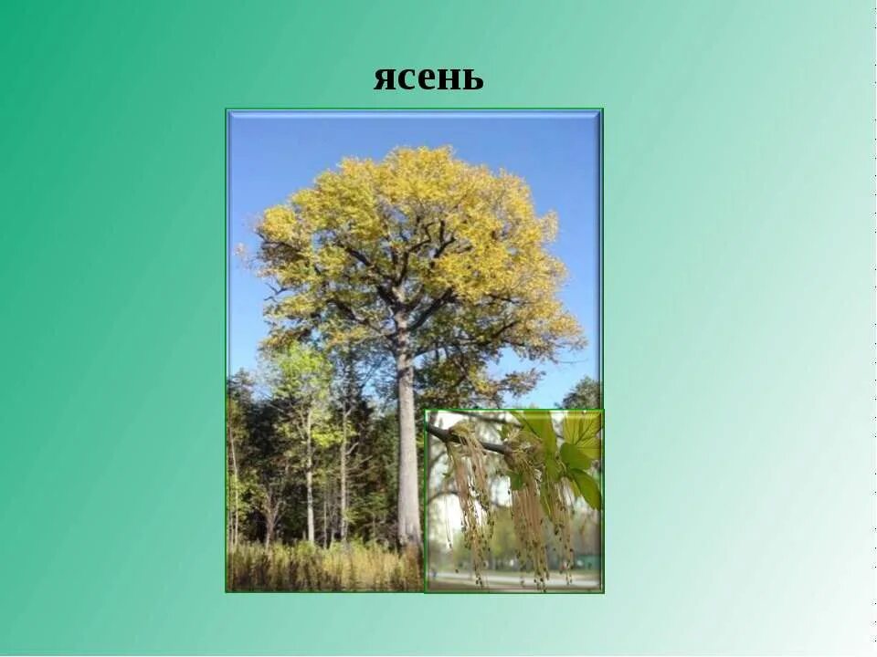 Урок лесная зона. Ясень дерево. Ясень в широколиственных лесах. Ясень в смешанных и широколиственных лесах. Ясень в тайге.