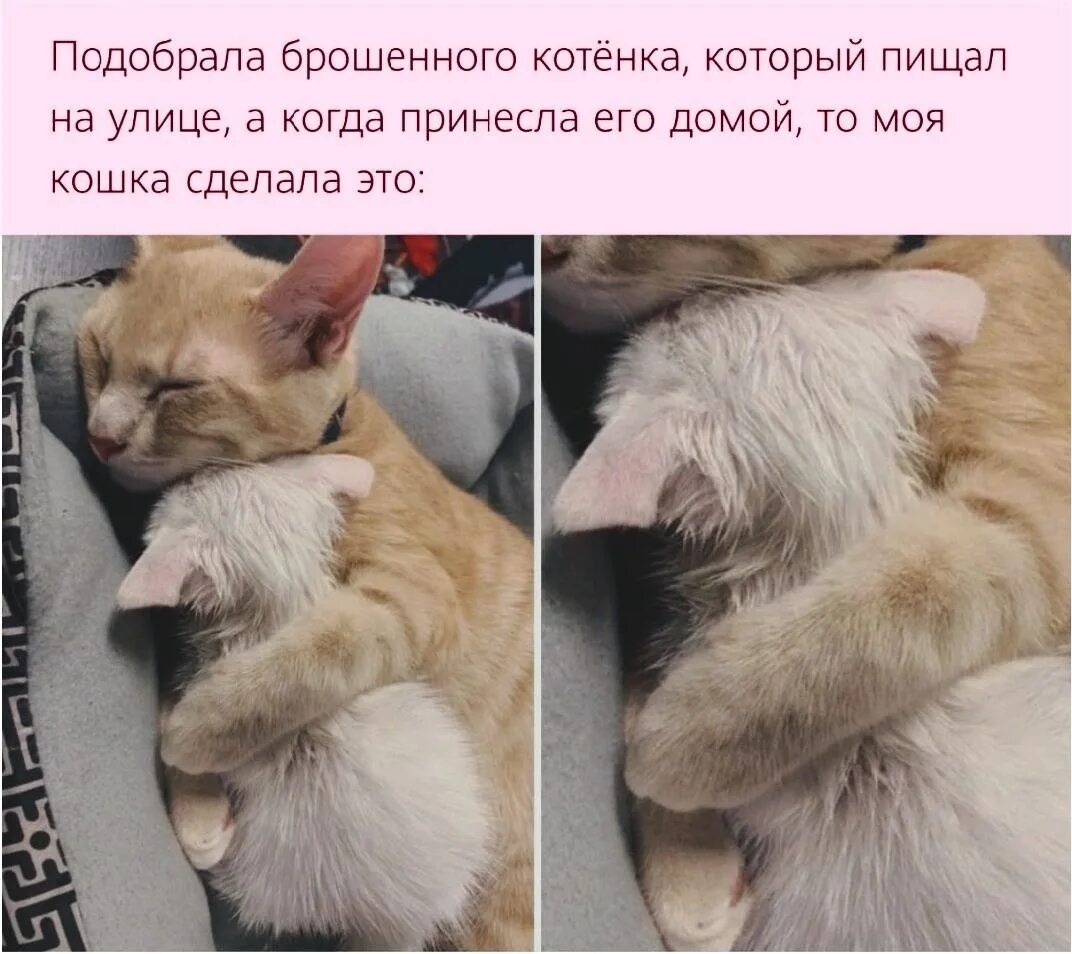 Перестанет ли кот. Котят подбросили. брошенный котенок. подбирают брошенного котенка.