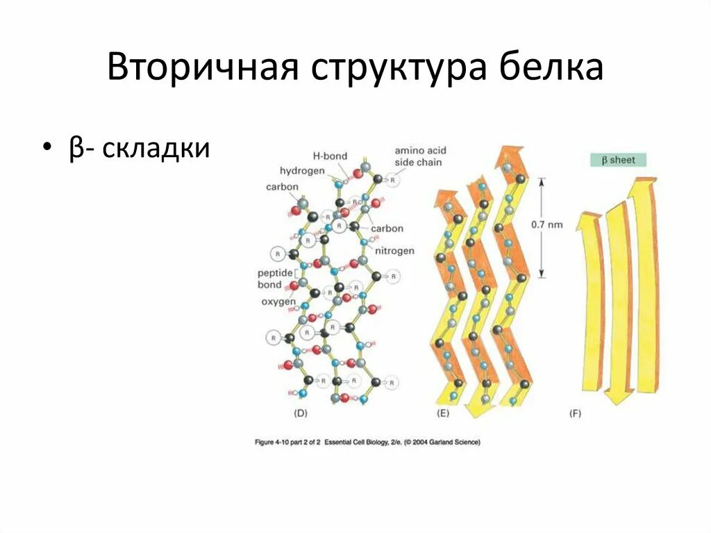 Вторичная структура какие связи. Вторичная структура белка биохимия. Вторичная структура белка гармошка. Строение вторичной структуры белка. Вторичная структура белка формула.