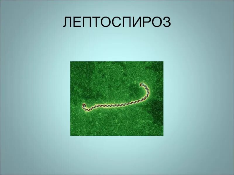 Инфекция лептоспироз. Лептоспироз пути передачи. Лептоспироз пути заражения.