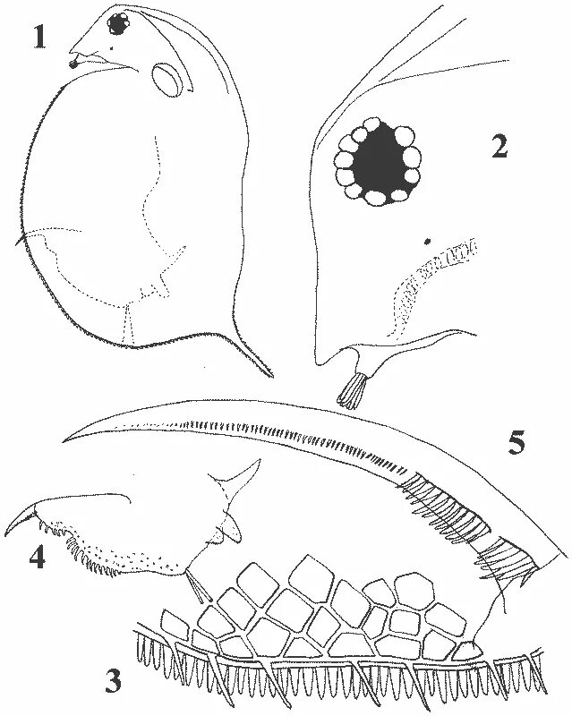 Дафния кожно мускульный мешок. Цикл размножения Daphnia Magna Straus. Внешнее строение дафнии. Daphnia SP рисунок. Daphnia Magna Straus рисунок.