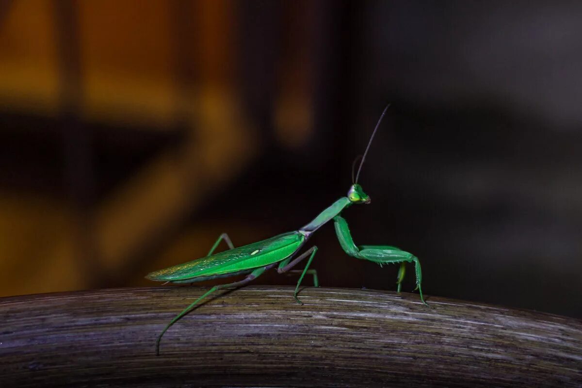 След богомола. Богомол обыкновенный. Отряд Богомоловые (Mantoptera). Богомол Pseudempusa pinnapavonis. Доктор богомол.