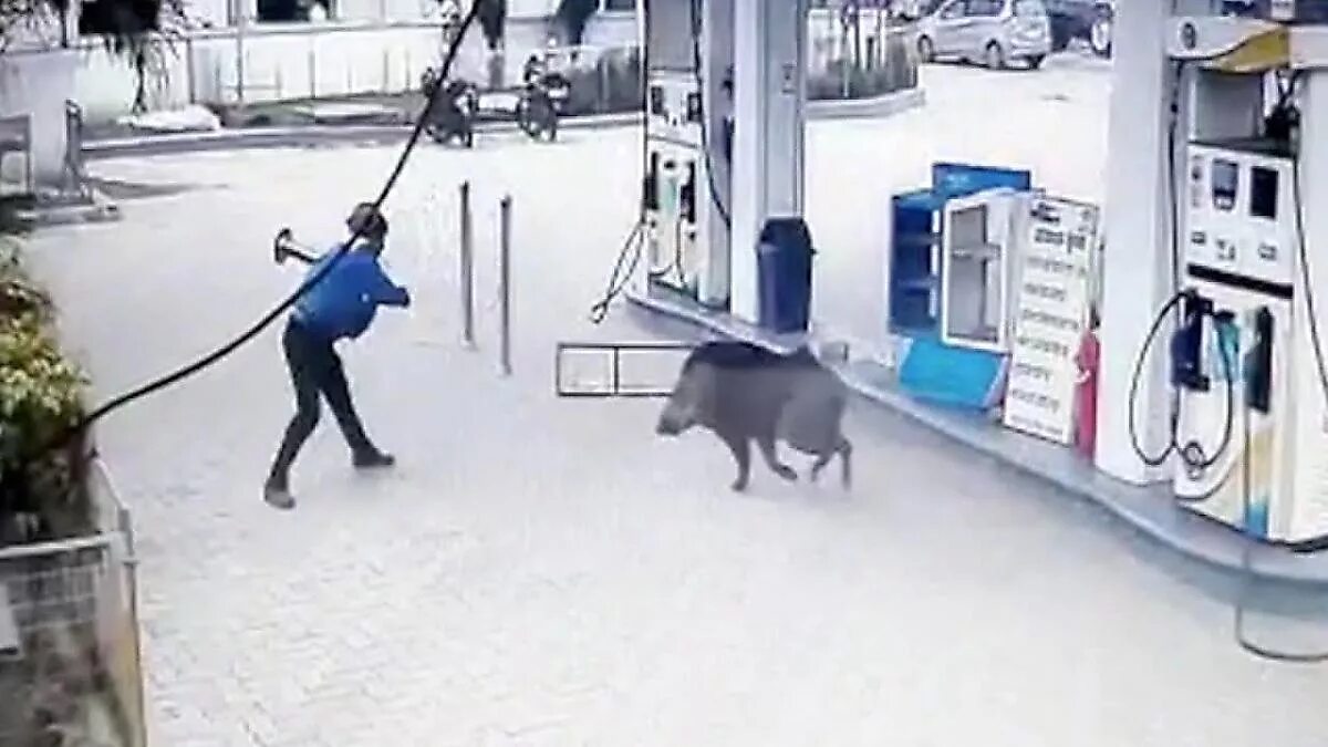 Нападающий кабан. Кабан нападает на человека.