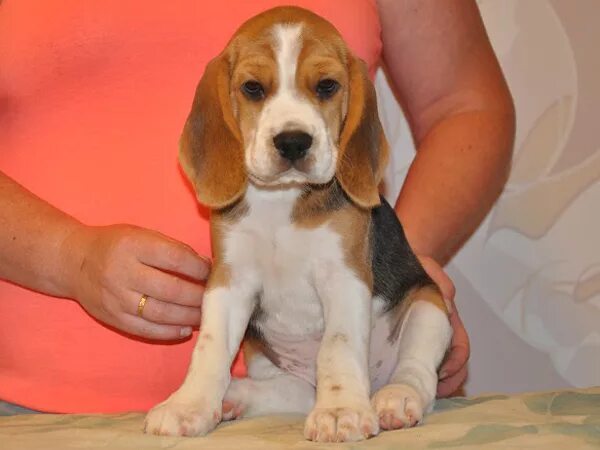 бигль щенок 3 месяца. щенки 1,5 бигль. бигль биколор. щенки бигля. бигль щенок 1 месяц.