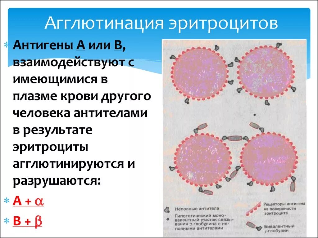 Реакция агглютинации эритроцитов. Реакцию агглютинации эритроцитов вызывает процесс взаимодействия. Переливание крови агглютинация. Агглютинация эритроцитов причины. Агглютинация эритроцитов это процесс.