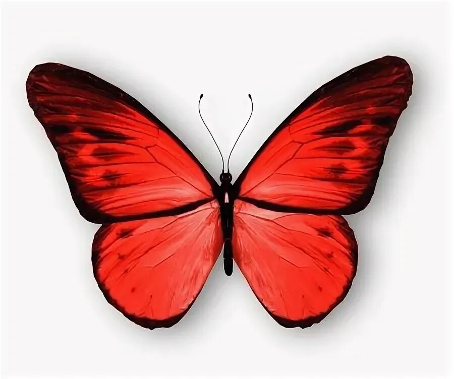 Как выглядит красная бабочка H. melpomene plesseni x malleti (Nymphalidae: Heliconiinae: Heliconiini)