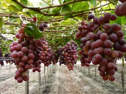Виноград под названием