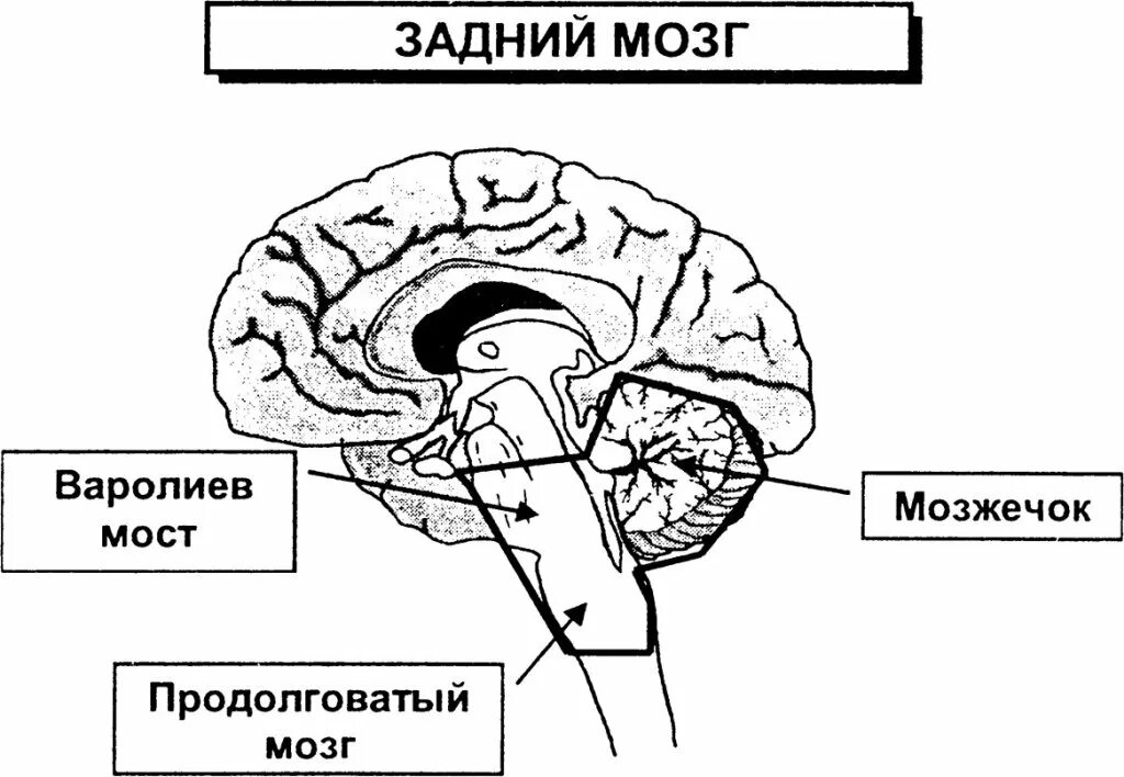 Мост мозга расположен. Отделы головного мозга варолиев мост. Задний мозг варолиев мост функции. Задний мозг варолиев мост мозжечок функции. Задний мозг: продолговатый мозг, варолиев мост..