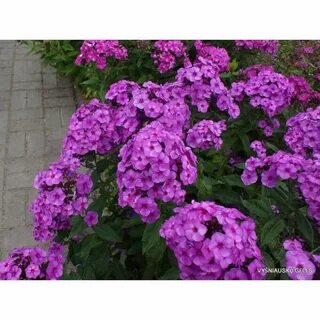 Флоксы юник олд