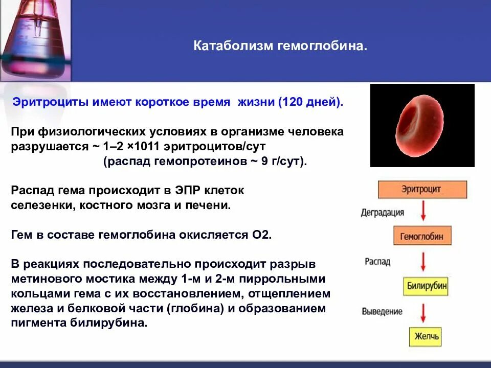 Печень и эритроциты. Катаболизм гемоглобина образование билирубина. Схема распада гемоглобина. Схема разрушения гемоглобина. На что распадается гемоглобин.